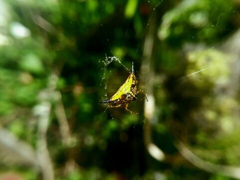 Spiny Orb Weaver Spider Resting on Silken Web in Green Forest Habitat