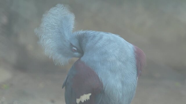 The Western Crown Pegion in the zoo.