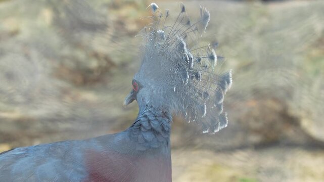The Western Crown Pegion in the zoo.