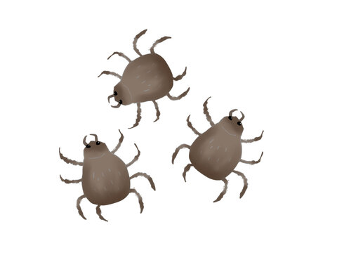 Illustration of multiple ticks moving