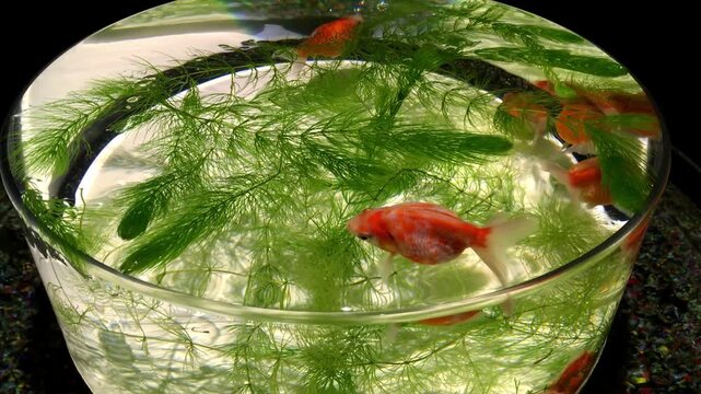 Goldfish Swimming Around Green Hornwort Plant Inside Glass Fishbowl