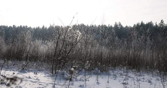 a frozen wide river completely covered with ice during the frosts, a river covered with snow after snowfalls and frosts, Shrubs and grass stick out of the ice on the river.