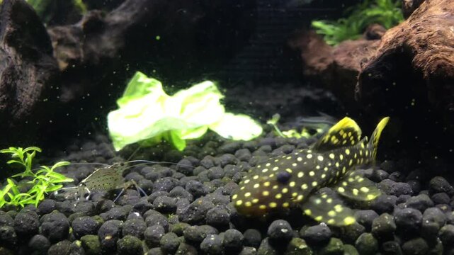 Close up shot of exotic yellow spotted Baryancistrus xanthellus armored catfish resting on soil substrate near green water plant