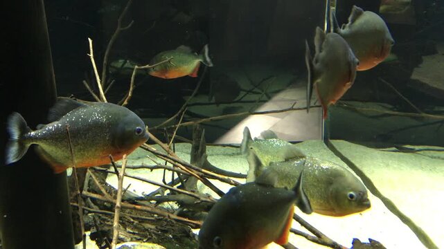 Red Bellied Piranha Fish Swimming in Aquarium with Underwater Branch