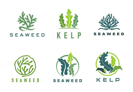 Seaweed icons of vector marine water plants. Sea, ocean and aquarium underwater nature, environment and seafood symbols. Green and blue silhouettes of spirulina, kelp, laminaria and caulerpa seaweeds