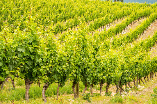 Canada, BC, Oliver.  Vigorously growing grape views in winery vineyard.