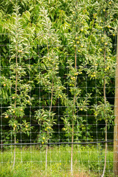 Canada, BC, Similkameen Valley.  Espaliered apple trees in orchard.