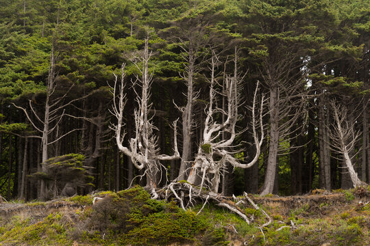 USA, WA, Queets.  Windswept trees on the shore of the Olympic National Park.  South Beach Campsite