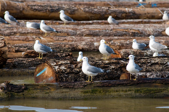 Canada, BC, Richmond.  Seagulls on log boom on the lower Fraser River.