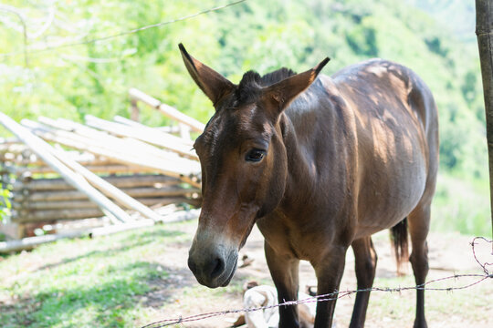 Full body brown pack mule standing on hillside farm in Colombian Andes countryside
