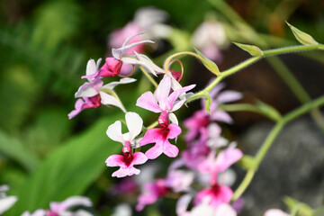 カランテ(カランセ)「バーバリアナ」　Calanthe 'Barbariana'