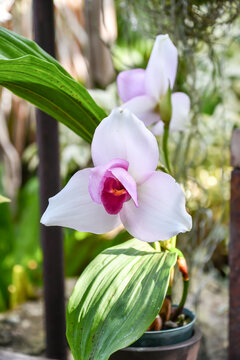 リカステ　サンレイ「アデヤカ」　Lycaste Sunray 'Adeyaka'