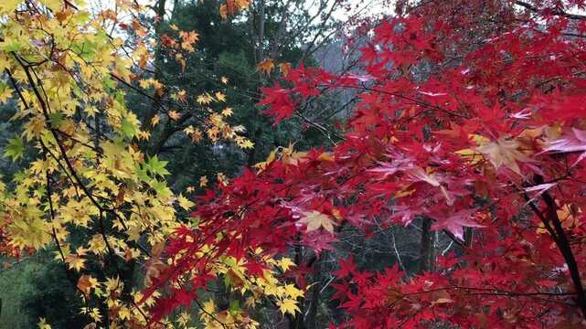 Vibrant Red Japanese Maple Leaves in Autumn Park
