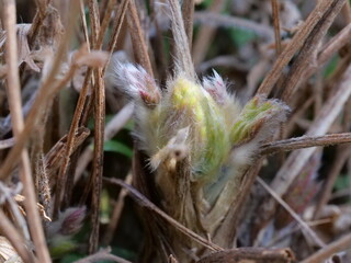 オキナグサの芽吹き
