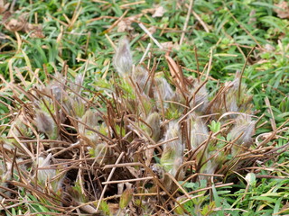 オキナグサの芽吹き