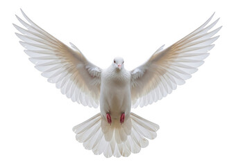 Obraz premium A majestic white dove with outstretched wings flying gracefully isolated on transparent background