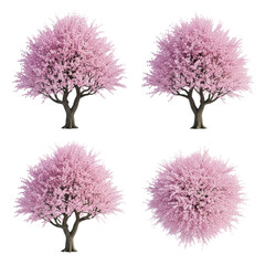 Obraz premium detailed 3d model of a blooming japanese cherry blossom (sakura) tree, isolated on transparent in orthographic views, technical studio lighting, architectural asset design