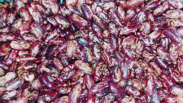 Speckled Red Kidney Beans Laal Lobia Chitri Wala Variety