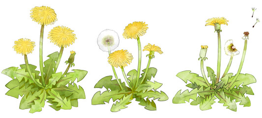 たんぽぽのイラスト　手描き　水彩風