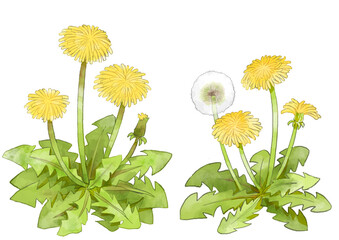 たんぽぽのイラスト　手描き　水彩風