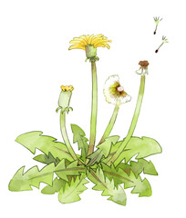 たんぽぽのイラスト　手描き　水彩風