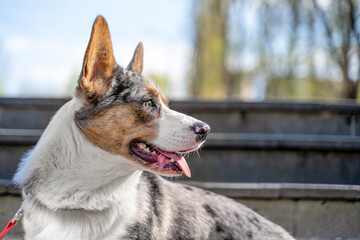 Side profile portrait of a blue merle corgi mix with upright ears and tongue out, wearing a red leash, resting near stone steps outdoors with soft sky and trees blurred behind in clear daylight © Masarik
