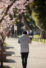 春の名古屋の名城公園の咲いている河津桜の風景と散歩する人々の姿