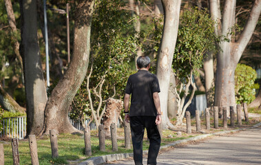 春の公園で散歩するシニア男性の姿