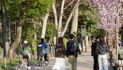 春の名城公園で散歩する人々と満開の桜の風景