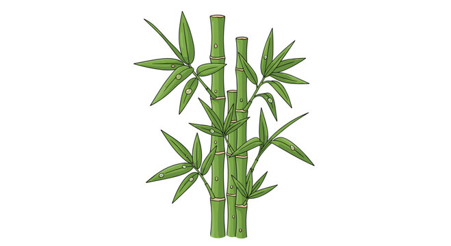 Three vertical bamboo stalks with vibrant green leaves and small water droplets are depicted on a clean white background.