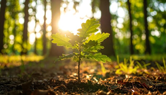 A young oak sapling stands tall amidst a sun-drenched forest. The warm light filters through the leaves, casting a golden glow