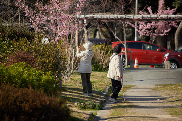 春の公園で満開の桜を撮影するシニア女性と散歩するシニア女性の姿