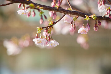 春の名古屋の名城公園の咲いている河津桜の風景