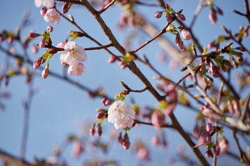 春の名古屋の名城公園の咲いている河津桜の風景