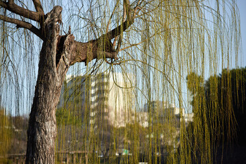春の名古屋の名城公園の柳の木の新緑の風景