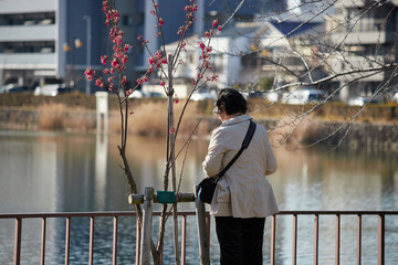 春の名城公園で開花する河津桜を鑑賞する中年女性の姿