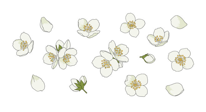 Multiple individual white jasmine flowers, some in clusters and others as single blooms, are scattered with petals and buds.