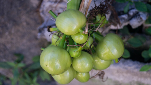 The plant shown in the image, specifically its green, rounded fruits or seed pods, is identified as the Crinum asiaticum, commonly known as the giant crinum lily, poison bulb, or spider lily. 