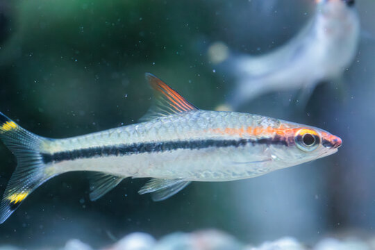 Blackline rasbora (Rasbora borapetensis) swimming in freshwater aquarium.
Slender silver tropical schooling fish with dark stripe popular in planted home
aquascapes