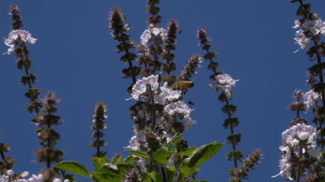 Honey Bees Foraging On Purple Basil Flowers. Close-up Shot