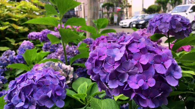 Vibrant Purple Hydrangea Flowers Blooming in a Summer Garden. Close-up of beautiful purple Hydrangea macrophylla blossoms with lush green leaves in a sunny garden.