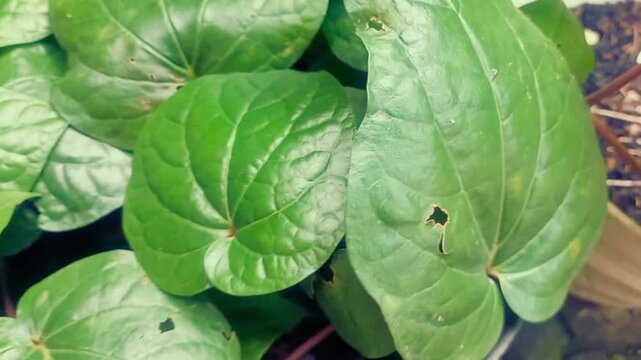 Betel plant in a pot. A vine plant with shiny green heart-shaped leaves, often used as a traditional medicine. Close up. Selective focus.