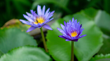 Obraz premium The colorful blossoming flowers of Vietnam