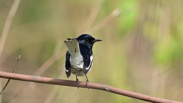 A striking male Oriental Magpie-Robin is captured in a detailed close-up, showcasing its glossy black upperparts and crisp white underparts.