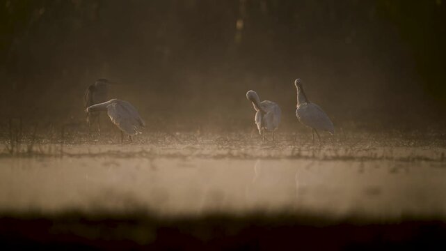 Sunlight begins to filter through the fog, creating a soft, diffused glow around the iridescent plumage of the feeding birds.
