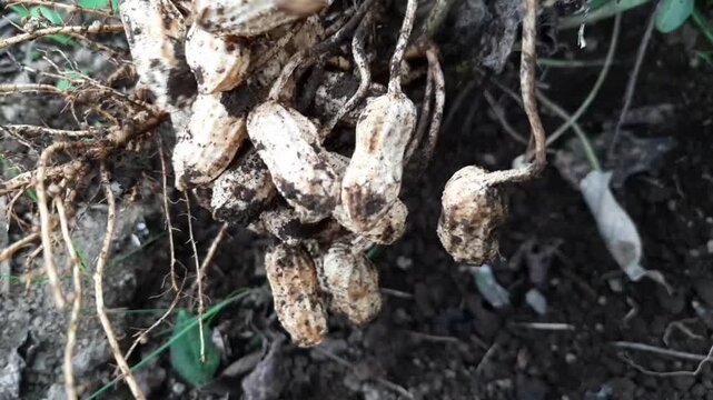 Freshly Harvested Raw Peanuts with Roots and Soil in the Field. Close-up of raw peanuts still attached to the roots and covered in soil after being harvested from an organic farm.