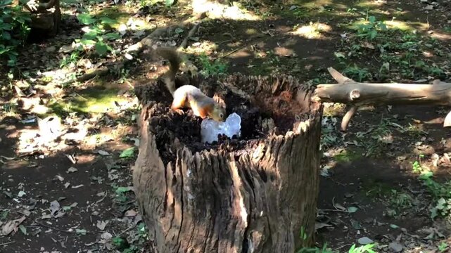 A curious squirrel looking out from its nest inside a hollow tree trunk in a sunny woodland.