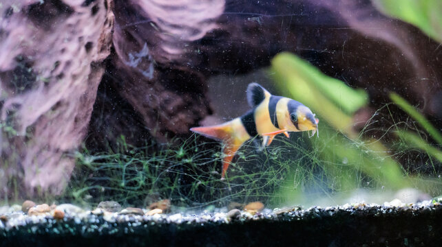 Clown loach (Chromobotia macracanthus) resting on aquarium gravel. Orange
freshwater tropical fish with black bands popular in home aquascaping and
ornamental fishkeeping.