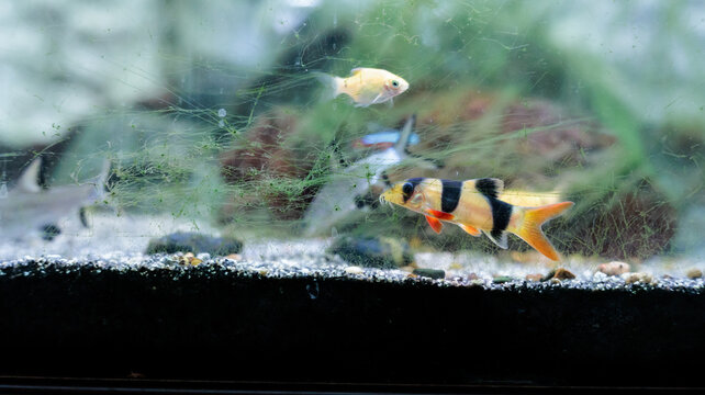 Clown loach (Chromobotia macracanthus) resting on aquarium gravel. Orange
freshwater tropical fish with black bands popular in home aquascaping and
ornamental fishkeeping.