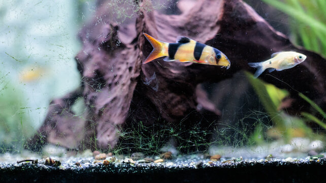 Clown loach (Chromobotia macracanthus) resting on aquarium gravel. Orange
freshwater tropical fish with black bands popular in home aquascaping and
ornamental fishkeeping.